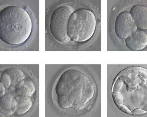 怀孕多久能测男女,怀孕测试的最佳时间