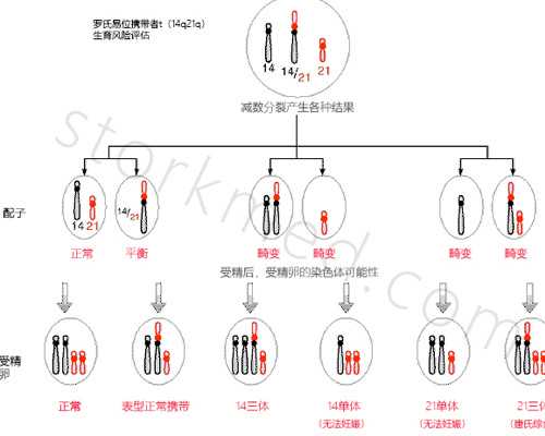 泰国借卵试管婴儿供卵是哪的,泰国全球生殖中心冻卵优点