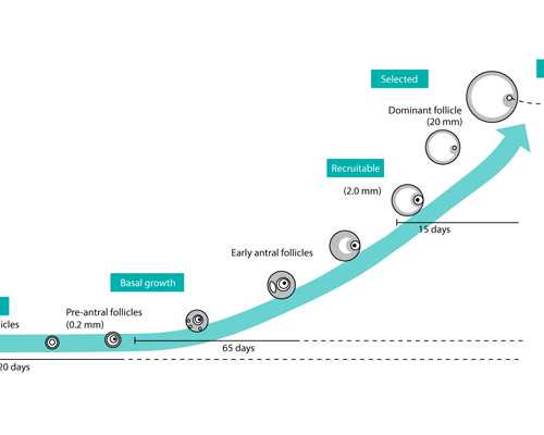 泰国代孕官网网站,去泰国做试管婴儿的具体流程