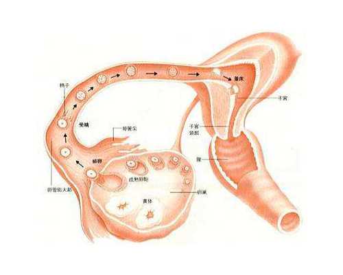 泰国代孕包成功价钱,泰国试管的过程有哪些饮食禁忌？