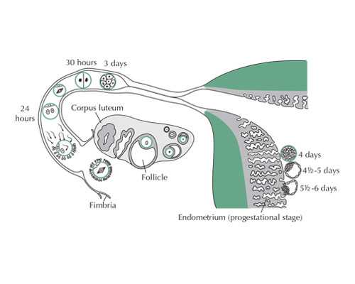 泰国试管代生技术,泰国和台湾试管婴儿哪里做好些？